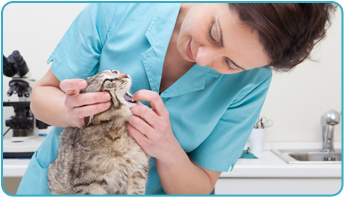 Veterinarian Treating Cat in Cockeysville, MD